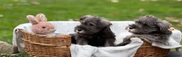 Miniature Schnauzer dogs for sale: Gorgeous kc reg miniature schnauzers ready now  - Advert 7