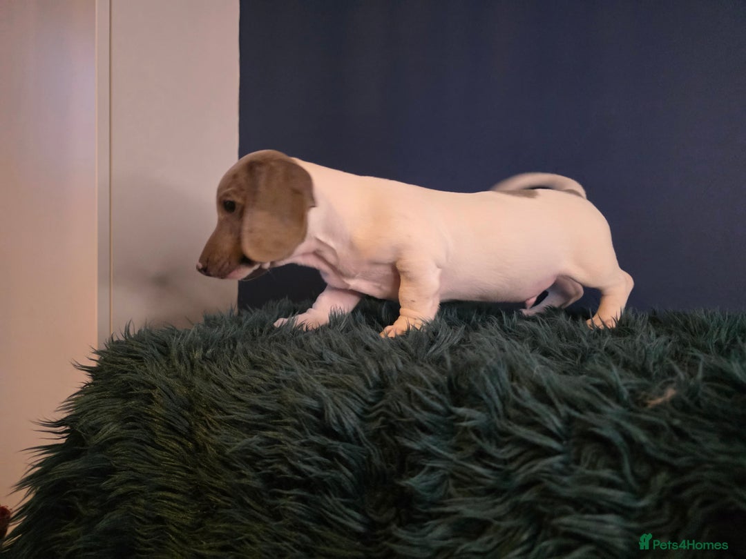 Dachshund dogs for sale: KC Registered Shorthaired dachshunds  - Advert 27