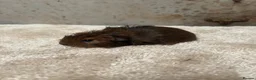 Guinea Pig rodents for sale: Baby Guinea pigs - Advert 10