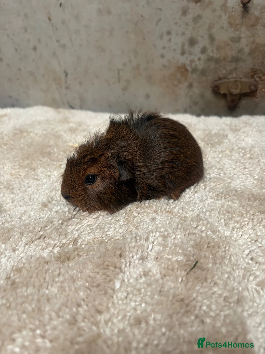 Guinea Pig rodents for sale: Baby Guinea pigs - Advert 10