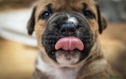 American Bull Staffy dogs for sale: American Staffordshire Bull Terriers - Image 10