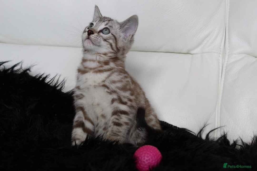 Bengal cats for sale: Gorgeous Bengal kittens - Image 3