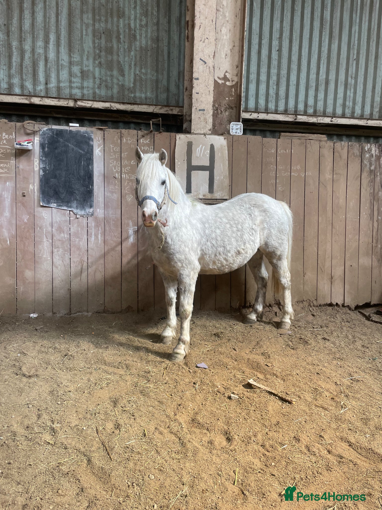 Welsh Section A horses Gorgeous Welsh A Part Bred - Advert 1