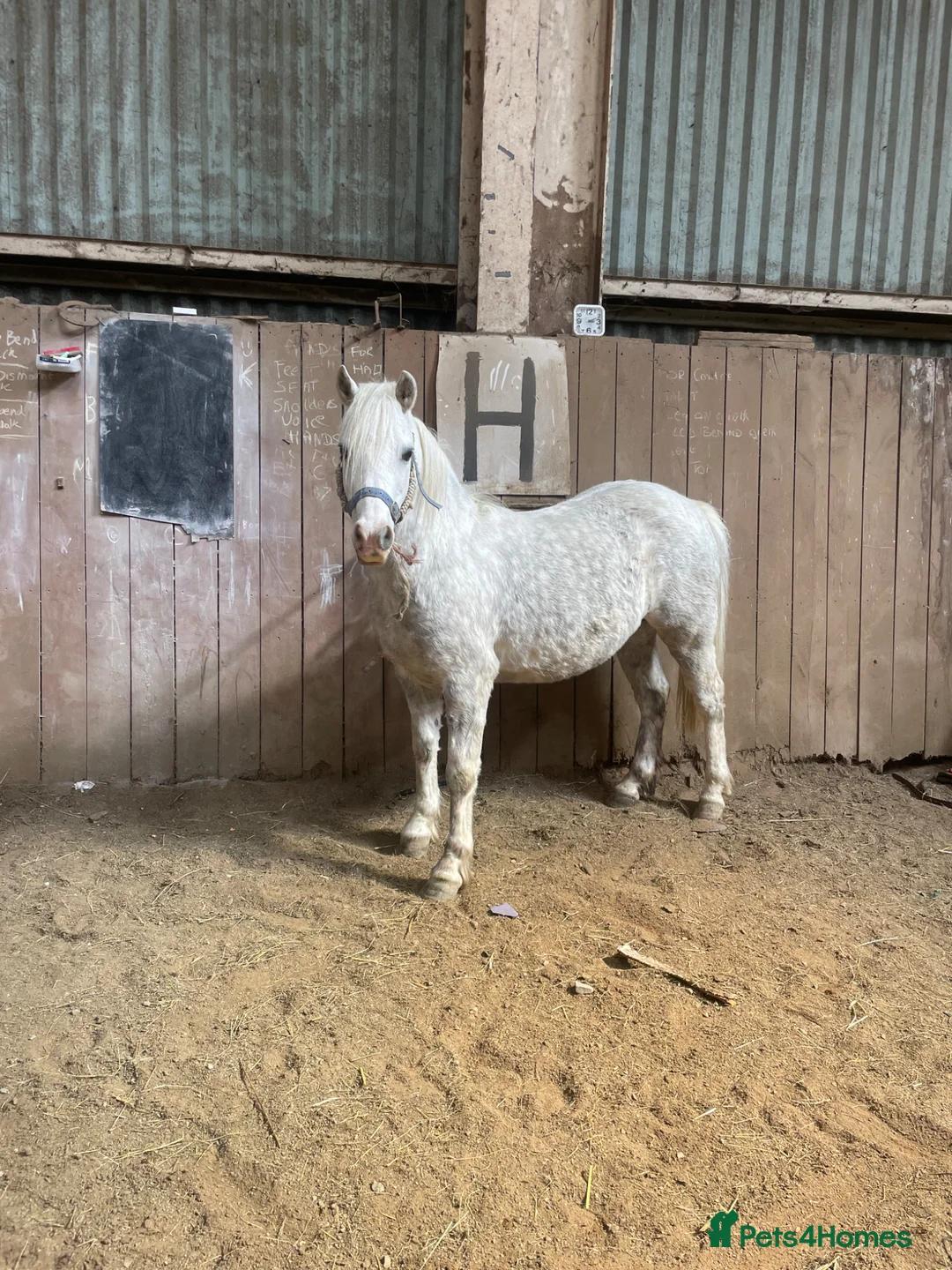 Welsh Section A horses for sale: Gorgeous Welsh A Part Bred in Llandrindod Wells - Advert 1