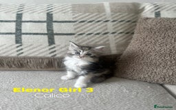 Ragcoon cats for sale: Gorgeous Mainecoon x Ragdoll kittens  - Image 9