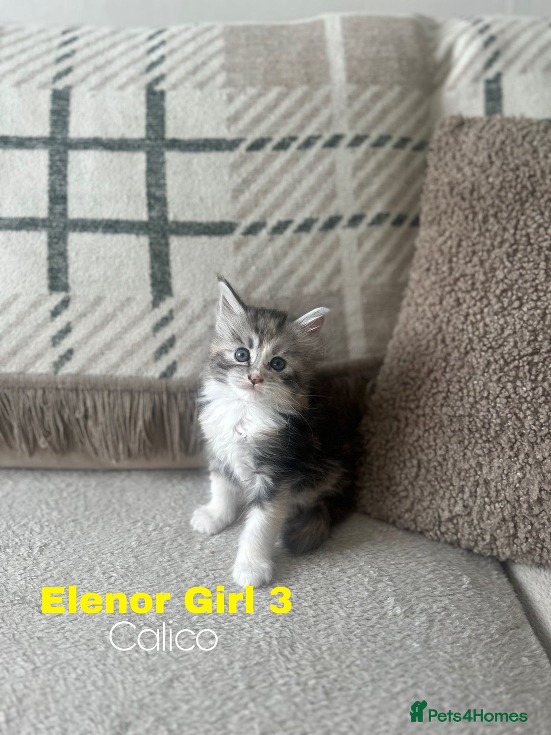 Ragcoon cats for sale: Gorgeous Mainecoon x Ragdoll kittens  - Image 9