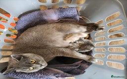 British Shorthair cats for sale: pure breed British shorthair - Image 8