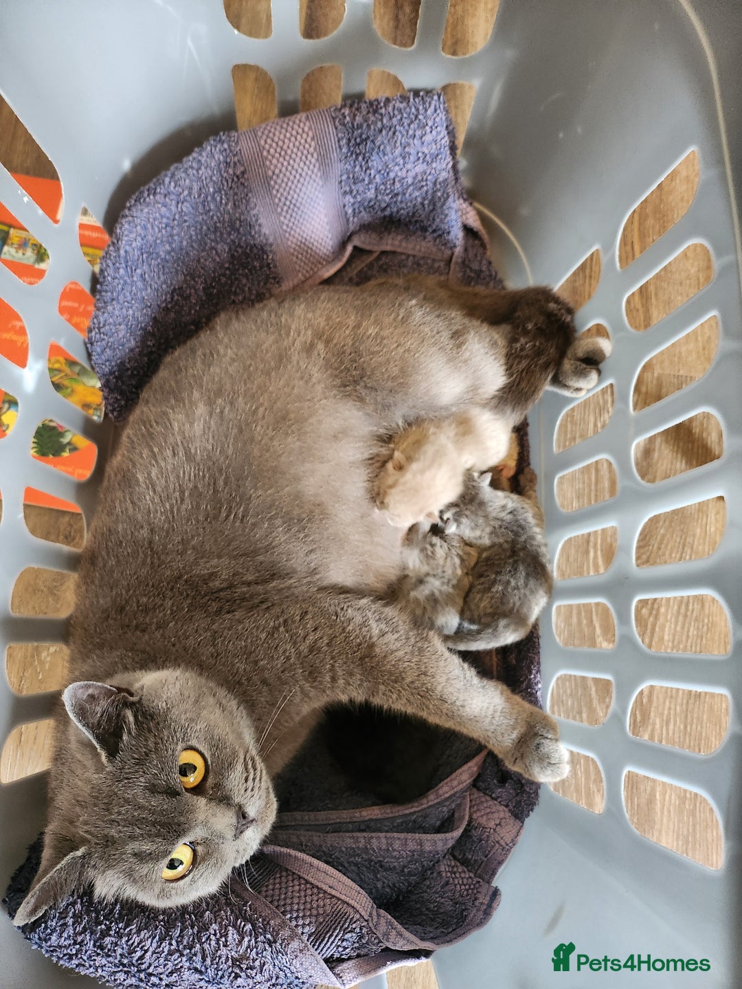 British Shorthair cats for sale: pure breed British shorthair - Image 8