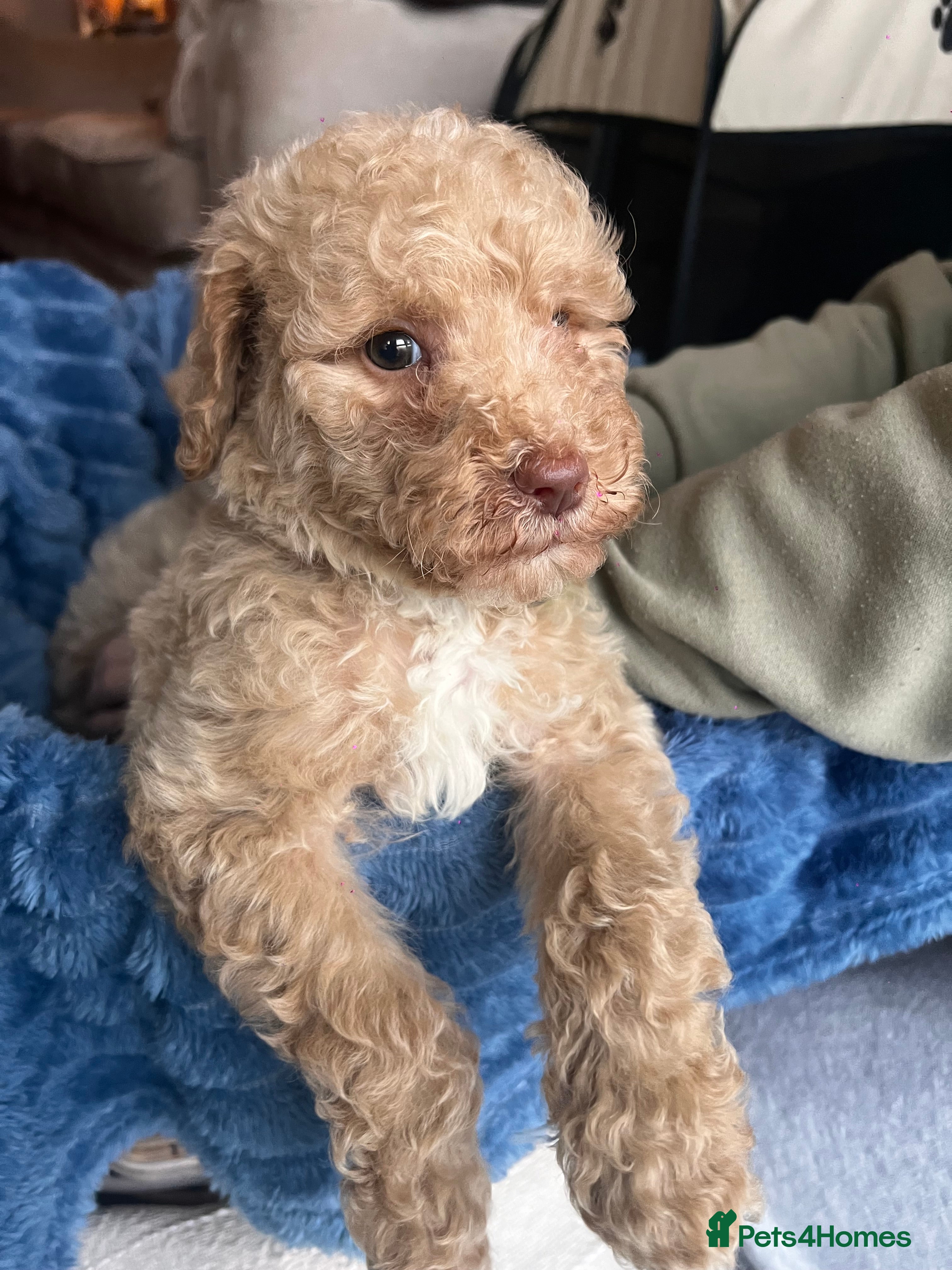 Mixed Breed dogs Exceptional Australian labradoodle /Double Doodles - Advert 1