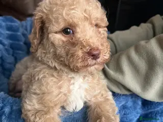 Mixed Breed dogs Exceptional Australian labradoodle /Double Doodles - Advert 1