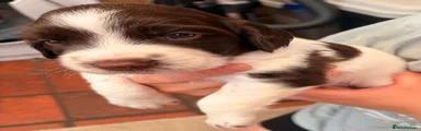 English Springer Spaniel 1
