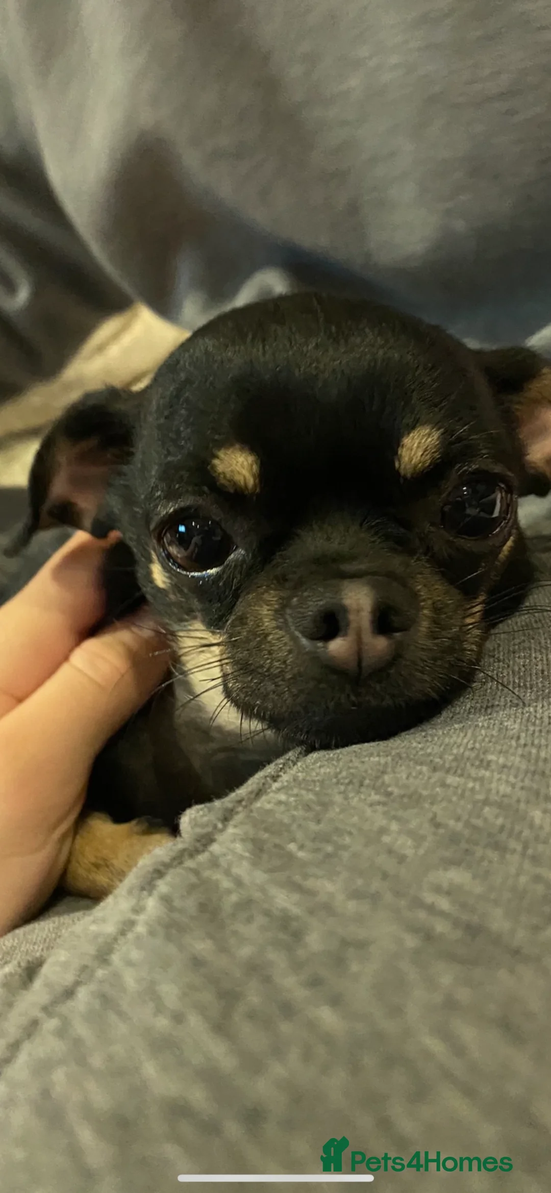 Chihuahua dogs for sale: Beautiful short haired chihuahua puppies in Potters Bar - Advert 1