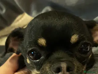 Chihuahua dogs Beautiful short haired chihuahua puppies - Advert 11