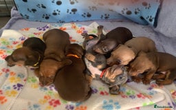 Miniature Dachshund dogs for sale: Miniature dachshunds  - Image 17
