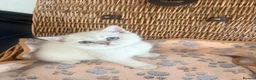 British Shorthair cats for sale: Cuteness overload♥️ British shorthair/chinchillas  - Advert 20