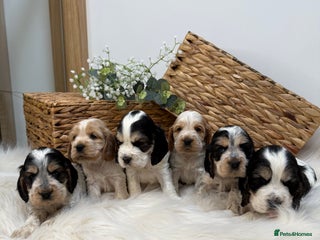 Cocker Spaniel dogs Quality KC Registered Show cocker spaniels - Advert 2