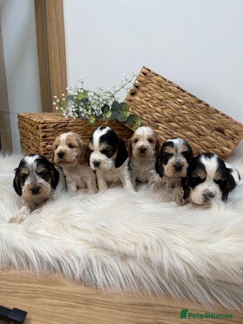Cocker Spaniel dogs Quality KC Registered Show cocker spaniels - Advert 16
