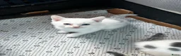 Mixed Breed cats for sale: Beautiful kittens - Advert 4