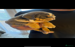English Bulldog dogs for sale: 10 Top quality English bulldog puppies for sale  - Image 6