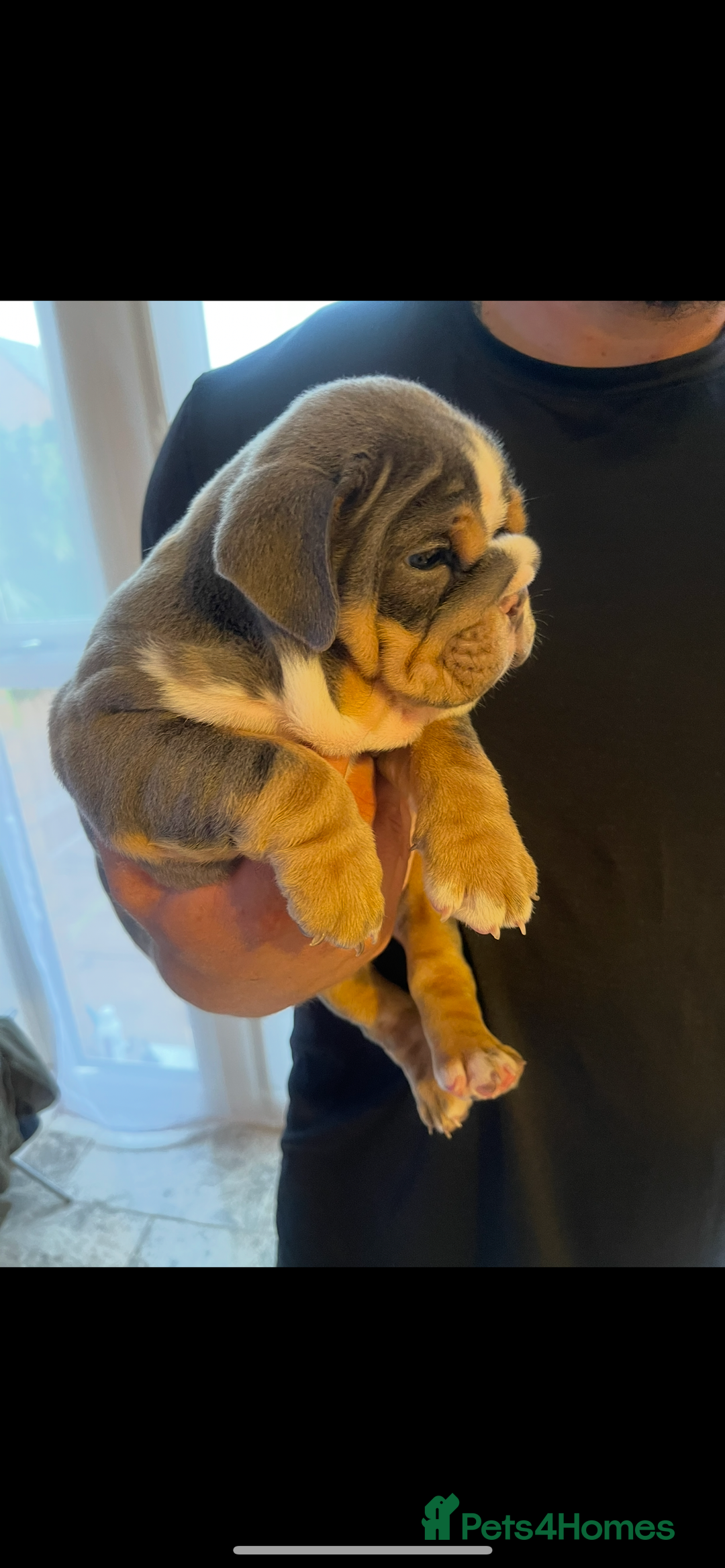 English Bulldog dogs for sale: 10 Top quality English bulldog puppies for sale  - Image 6