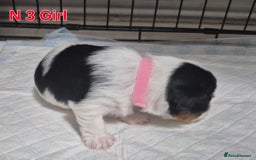 Biewer Terrier dogs for sale: Yorkshire Biewier terrier  - Advert 12