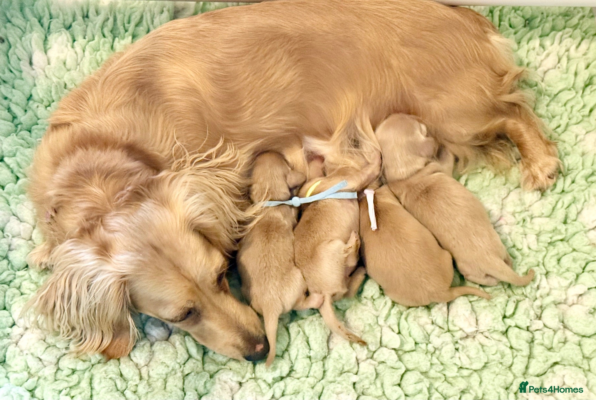Miniature Dachshund dogs Beautiful kc cream long haired mini daxies - Advert 1