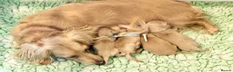 Miniature Dachshund dogs for sale: Beautiful kc cream long haired mini daxies - Advert 1