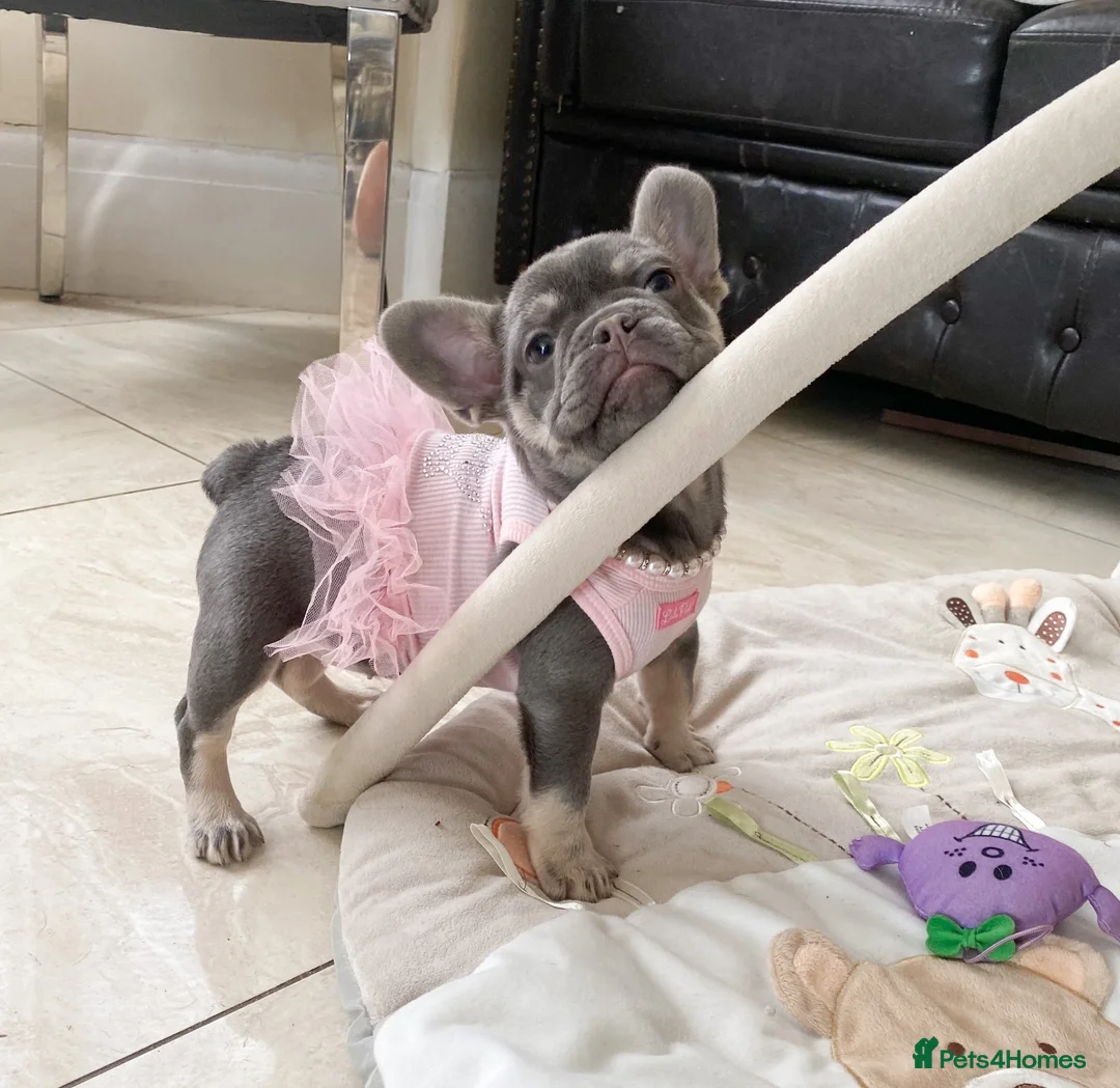 French Bulldog dogs for sale: LAST GIRL LEFT! READY NOW! BLUE TAN FRENCH BULLDOG - Advert 2