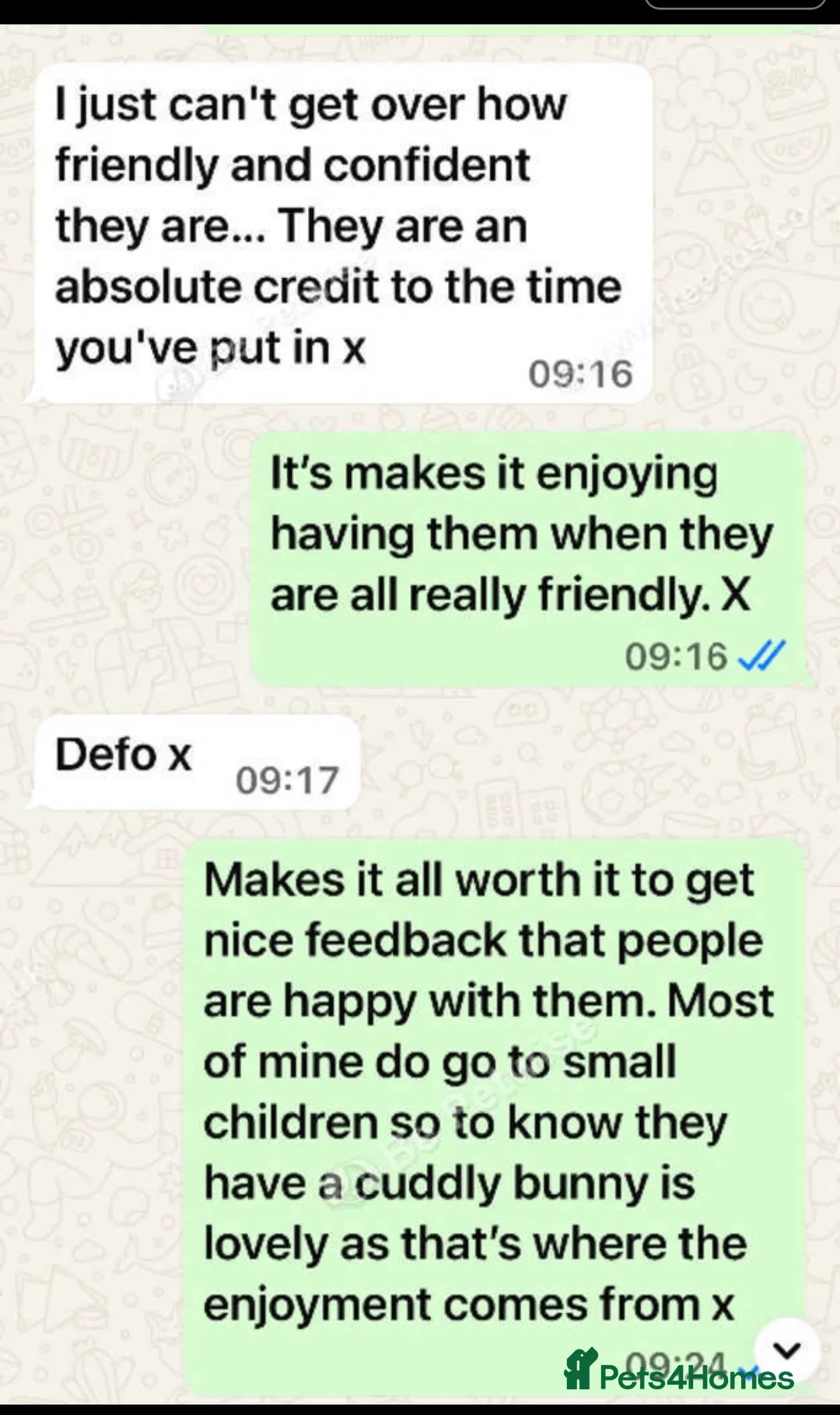 French Lop rabbits for sale: 1 Stunning French lop buck Ready Now.  - Advert 7