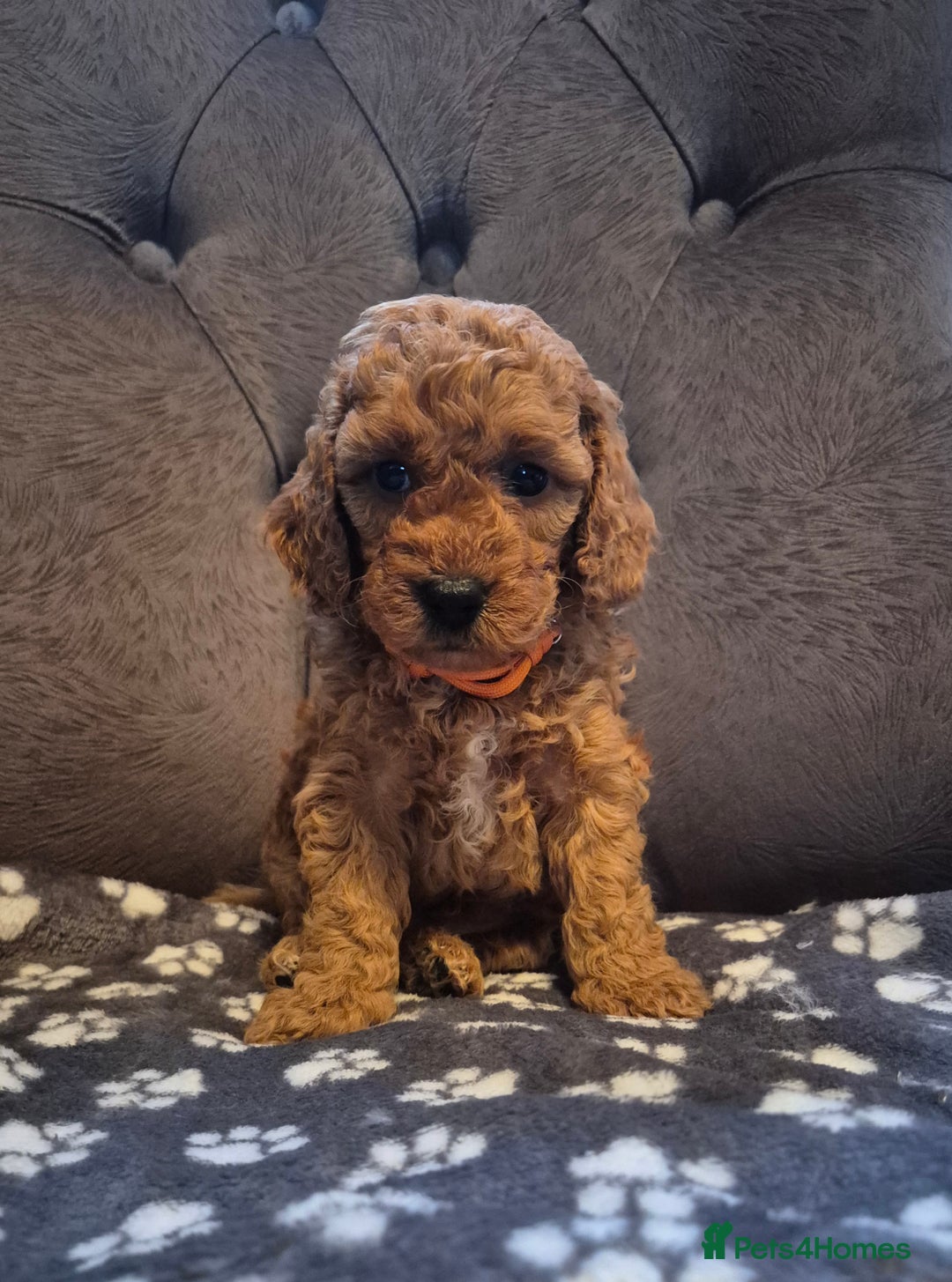 Cockapoo dogs for sale: Cockapoo puppies  - Image 5