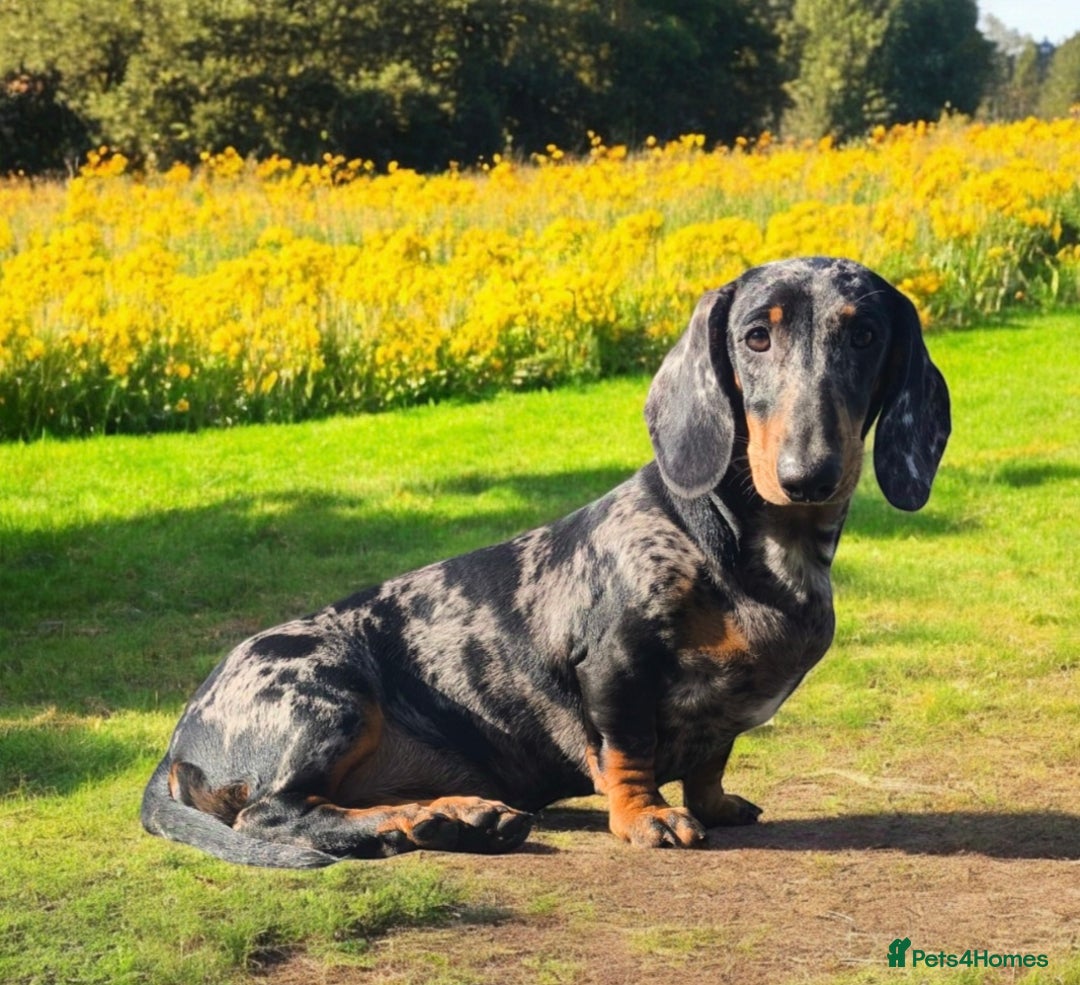 Dachshund dogs for sale: Champions Line/Show Quality Standard Dachshund - Advert 30