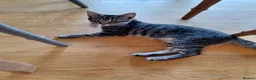 Mixed Breed cats for sale: Lovely little Female 17 week old Tabby kitten in Beaminster - Advert 12