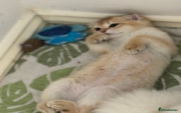 Scottish Fold cats for sale: elite purebred friendly Scottish Fold and Straight - Image 5