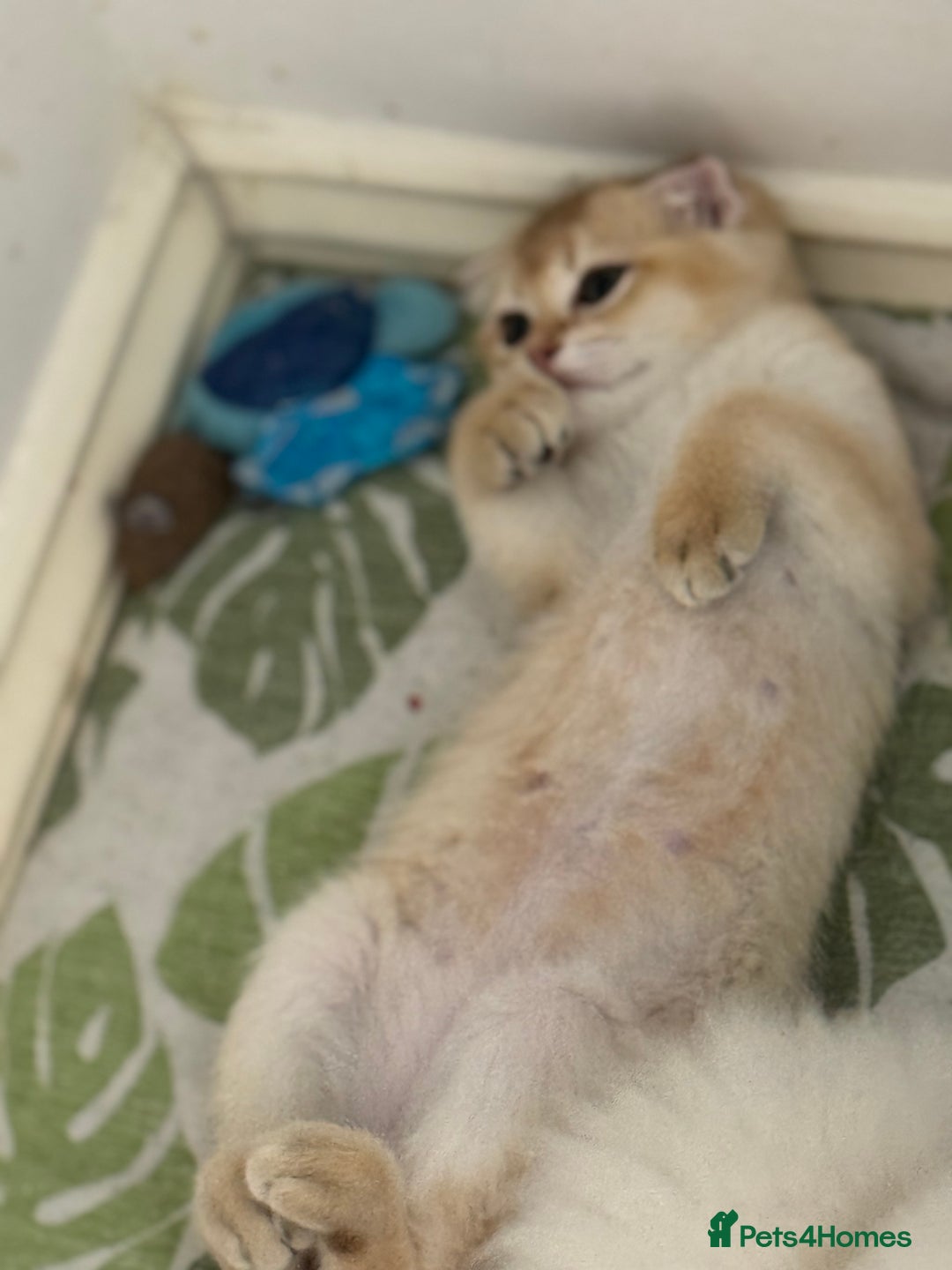 Scottish Fold cats for sale: elite purebred friendly Scottish Fold and Straight - Image 5