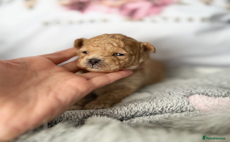 Maltipoo dogs ✨Luxury Teddy Face Korean/Asian Maltipoo Babies✨ - Advert 1