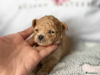Maltipoo dogs ✨Luxury Teddy Face Korean/Asian Maltipoo Babies✨ - Advert 4