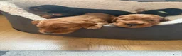 Cocker Spaniel dogs for sale: Beautiful show cocker spaniels  - Advert 2