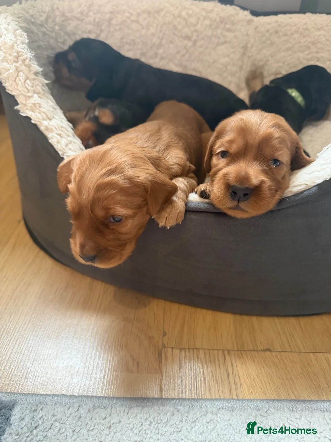 Cocker Spaniel dogs for sale: Beautiful show cocker spaniels  - Advert 2