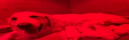 Golden Retriever dogs for sale: KC Old English Cream Golden Retriever Puppies  - Advert 17