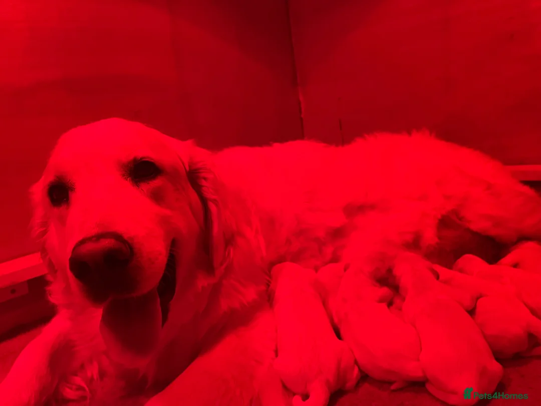 Golden Retriever dogs for sale: KC Old English Cream Golden Retriever Puppies  - Advert 17