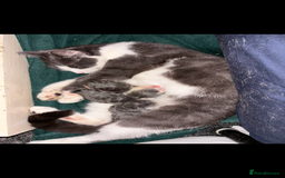 Scottish Fold cats for sale: Kittens for sale - Image 2