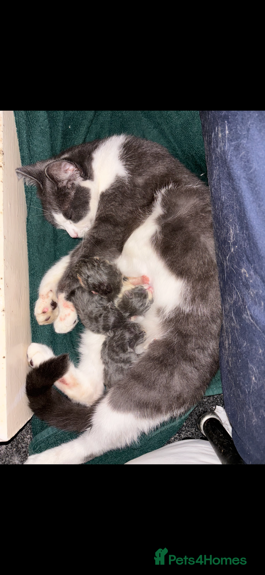 Scottish Fold cats for sale: Kittens for sale - Image 2
