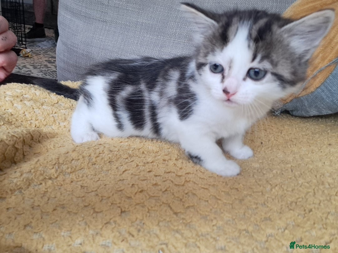 Maine Coon cats for sale: Maine Coon X kittens  - Image 3