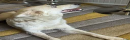 Mixed Breed dogs for adoption: Sweet Rita Needs Love  - Advert 2