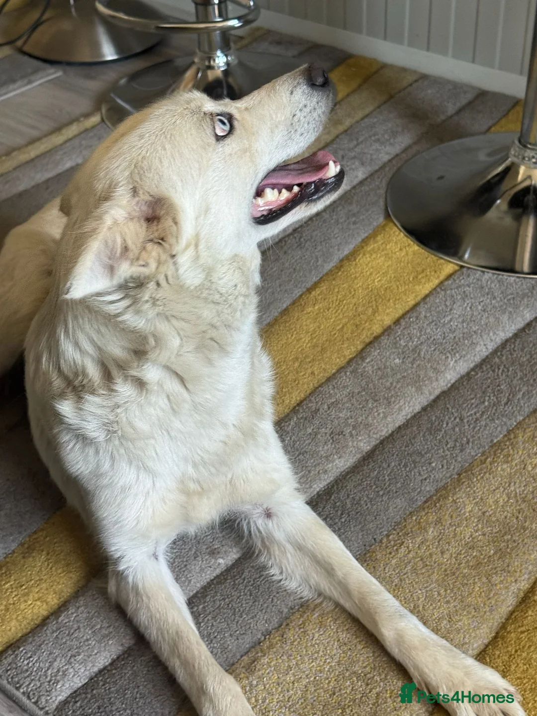 Mixed Breed dogs for adoption: Sweet Rita Needs Love  - Advert 2