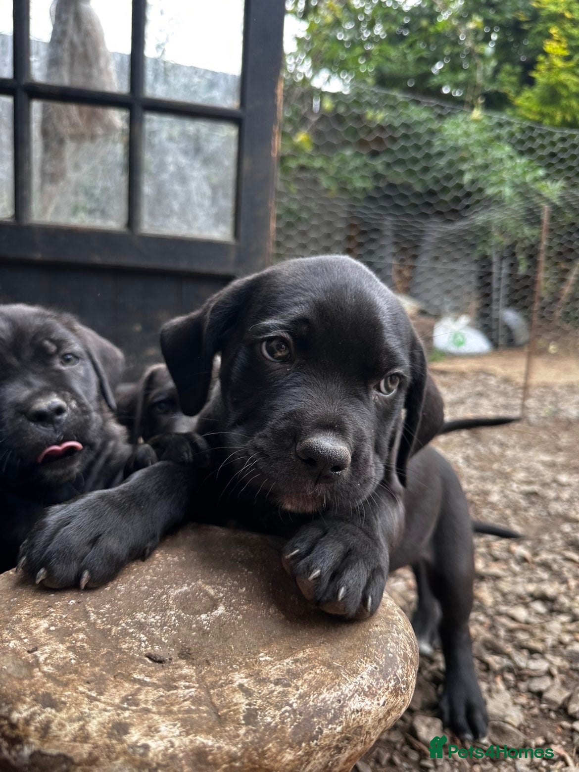Cane Corso dogs Cane corso puppies  - Advert 7