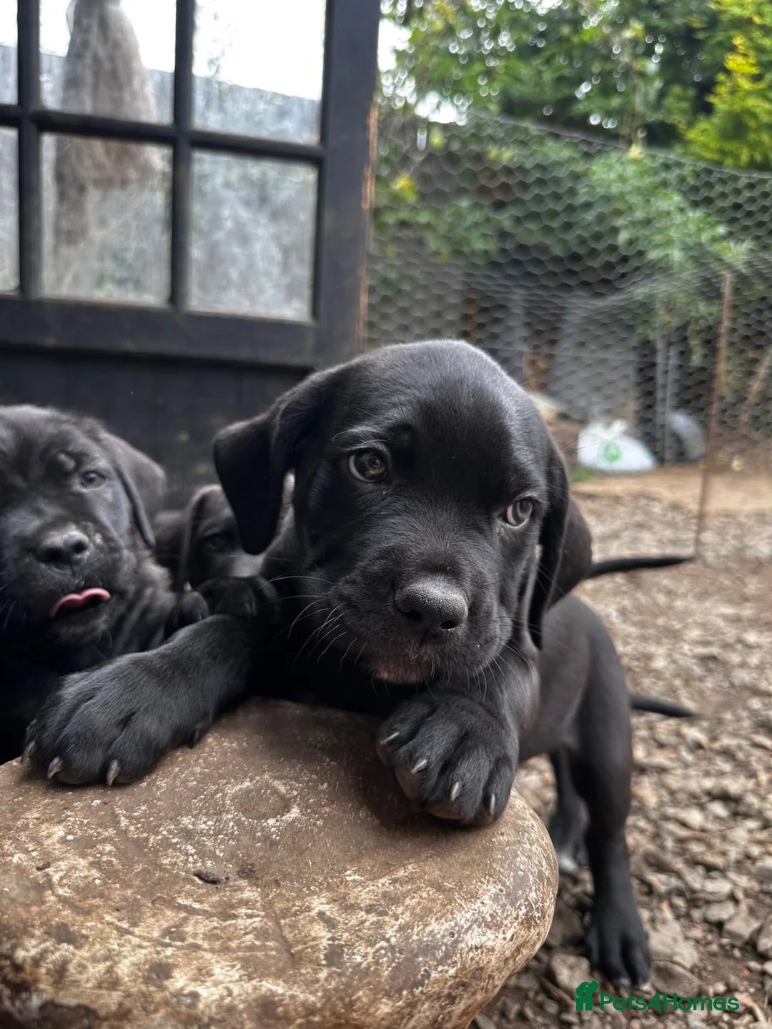 Cane Corso dogs for sale: Cane corso puppies  - Advert 1