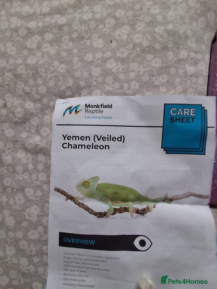 Chameleon reptiles Chameleon - Advert 2
