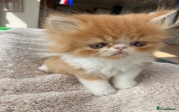 Exotic cats for sale: Exotic pedigree kittens  - Image 19