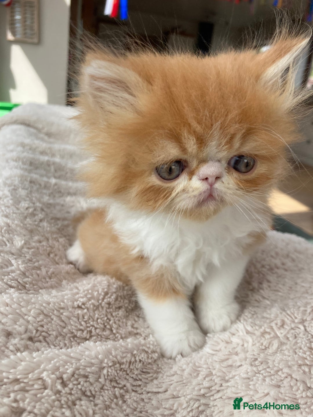 Exotic cats for sale: Exotic pedigree kittens  - Image 19